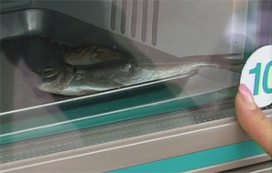 торговый автомат по продаже свежей рыбы
