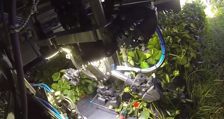 В США клубнику собирают сельскохозяйственные роботы