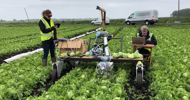 Агроробот Vegebot научился собирать урожай листьев салата