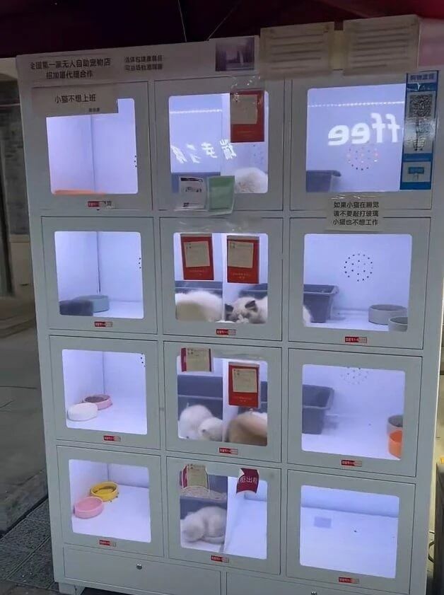 Вендинг автоматы по продаже домашних животных вызвали возмущение в Китае