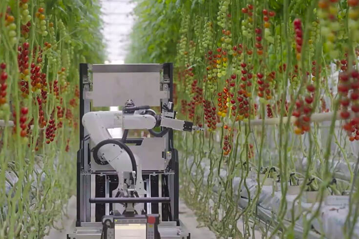 Робот Artemy от компании DENSO будет собирать помидоры черри в Европе